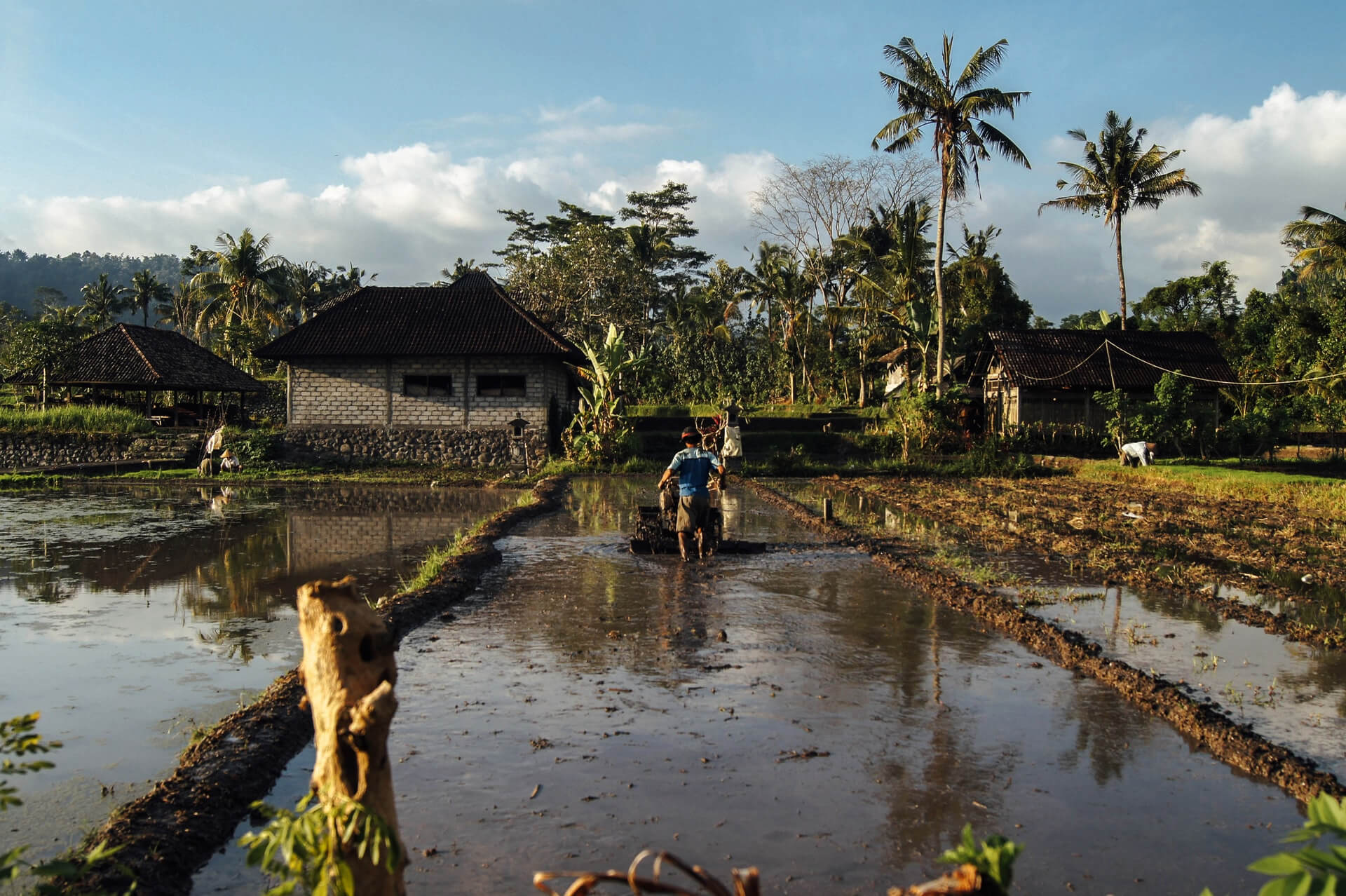 krushika farming community flowers
